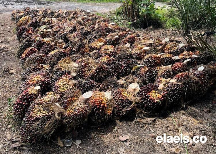 Kembali Naik, Segini Harga Sawit di Aceh