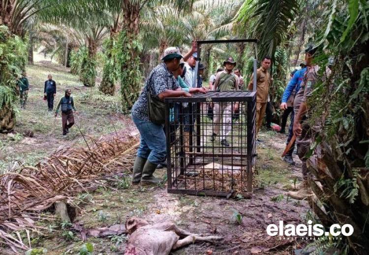 Harimau yang Terkam Ternak di Kebun Sawit PTPN V akan Dievakuasi, Umpannya Bangkai Sapi