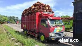 Pekan Depan, Ada Sinyal Harga CPO Terjun Bebas!