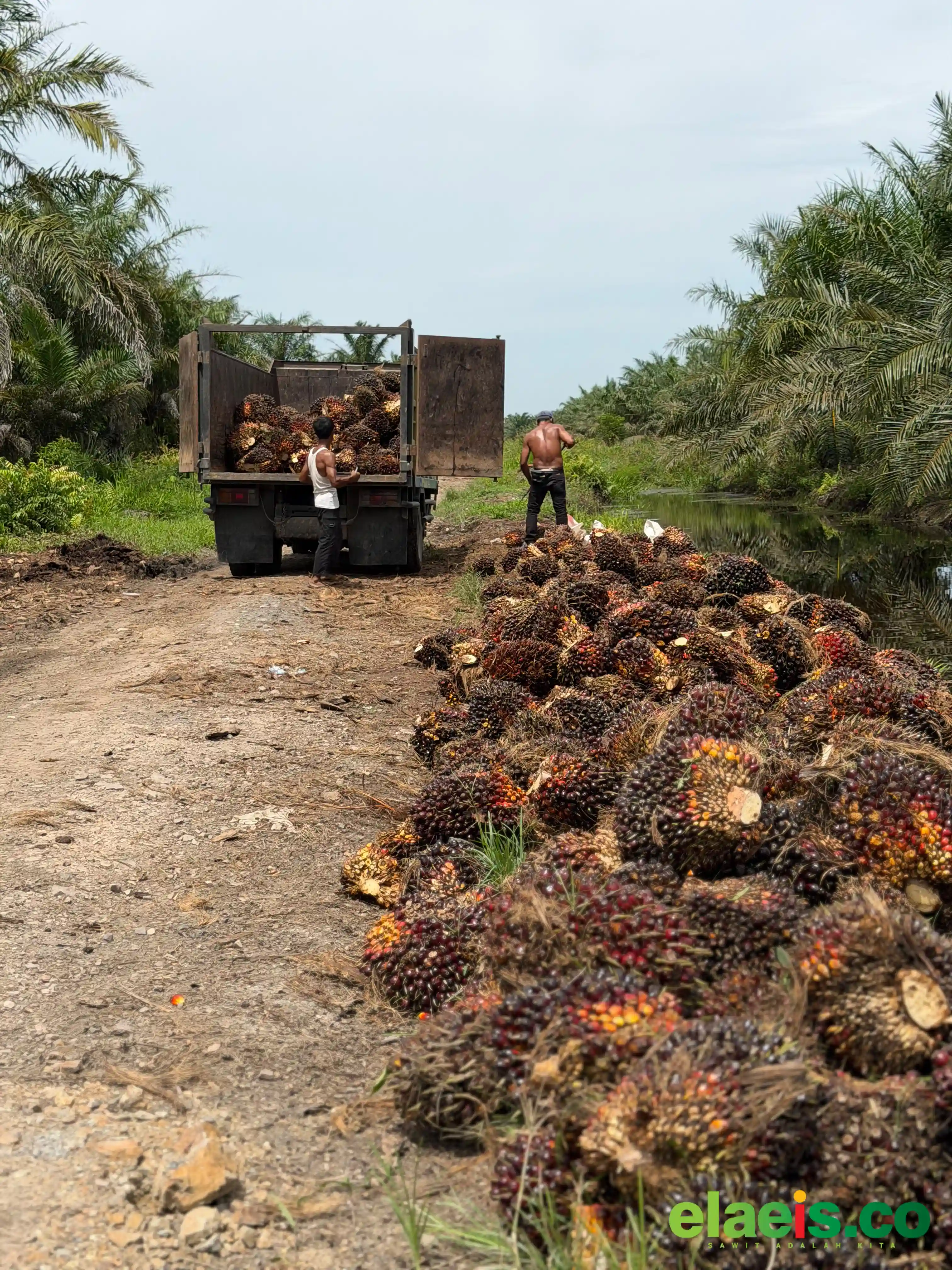 Harga Sawit Mitra Swadaya di Riau Juga Naik