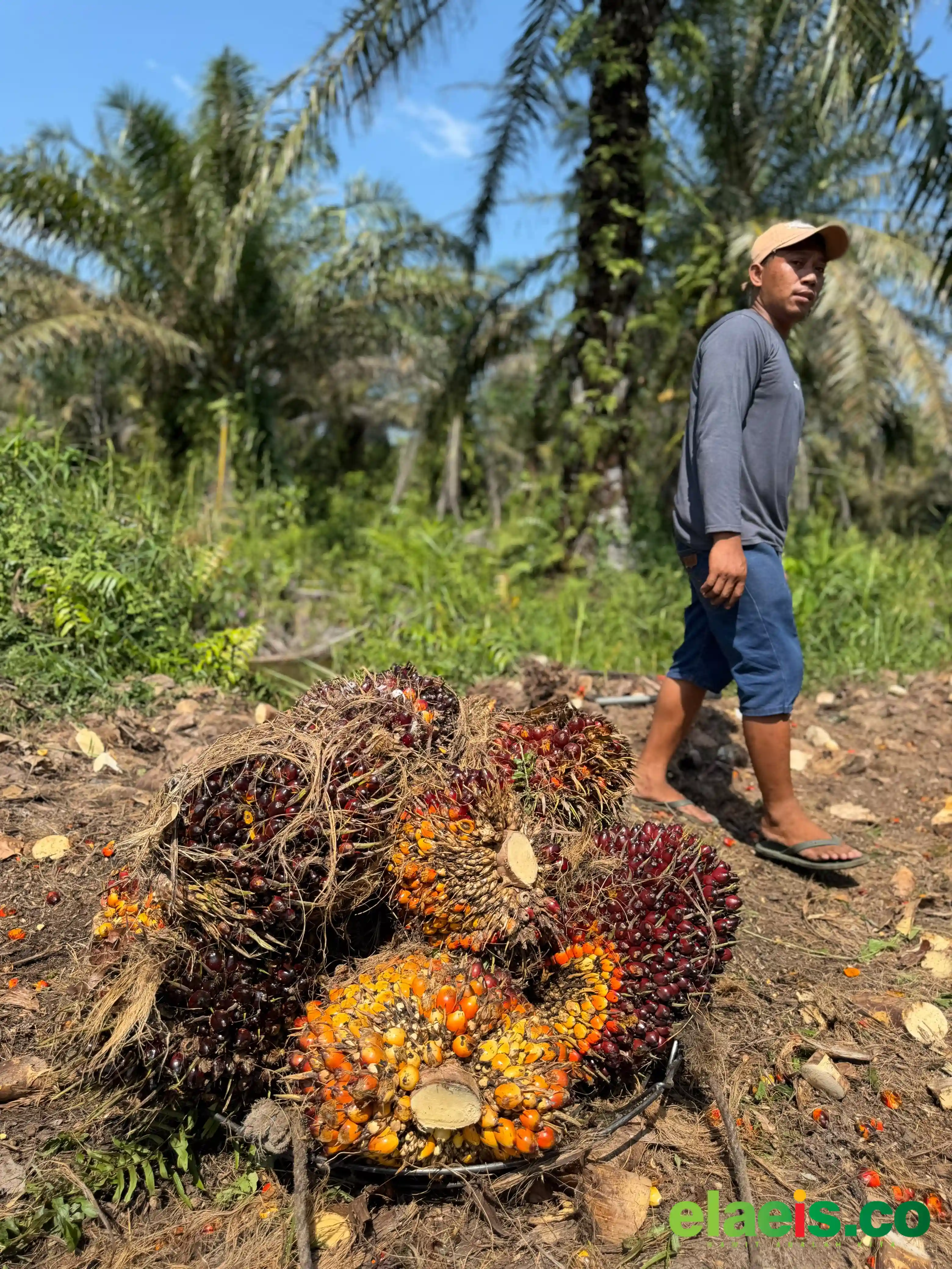 Periode Pertama Juli, Harga Sawit Sumsel Rp3.769,58/kg