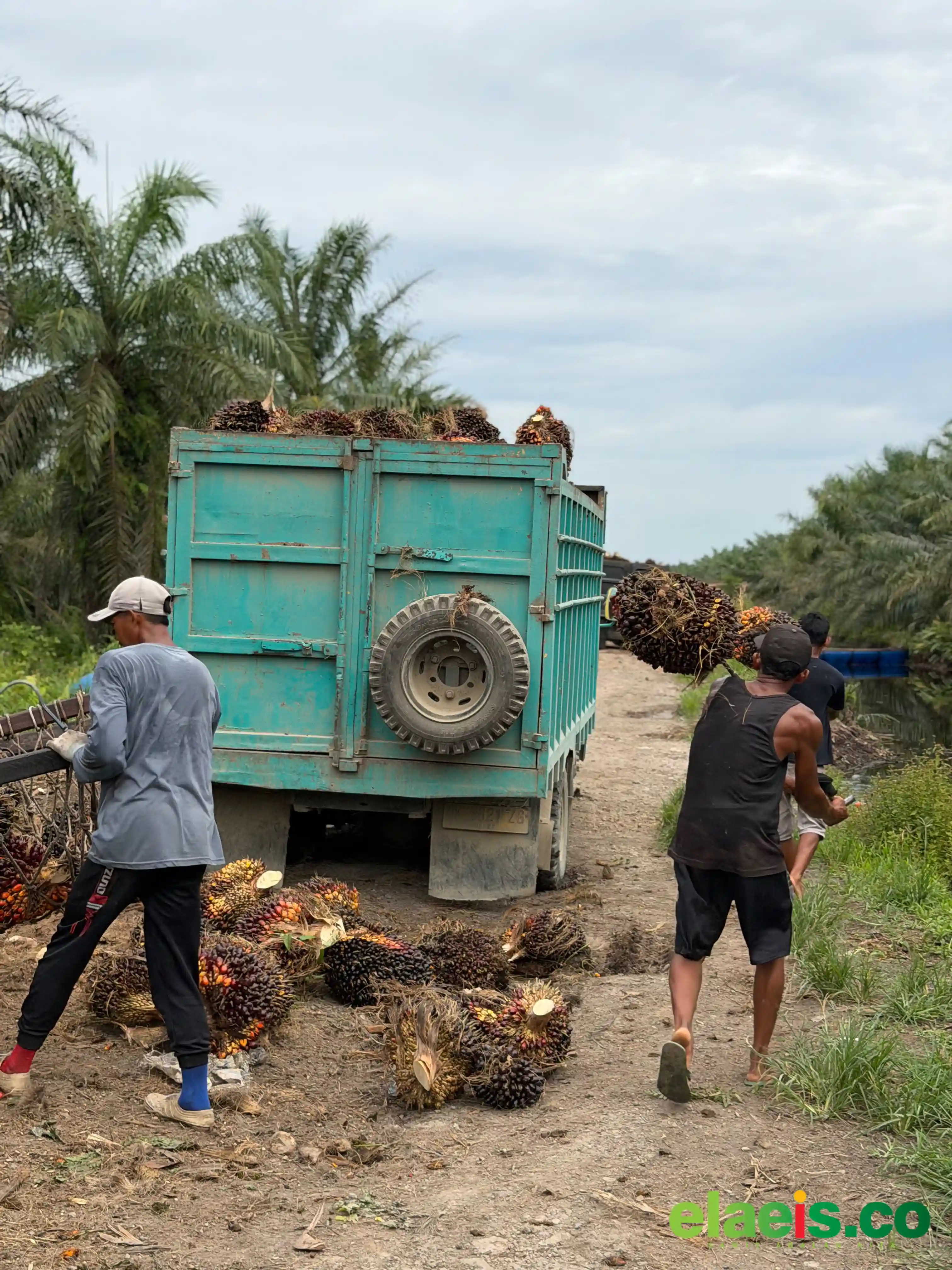 Harga Merangkak Naik, Produksi Kebun Sawit di Babel Justru Merosot
