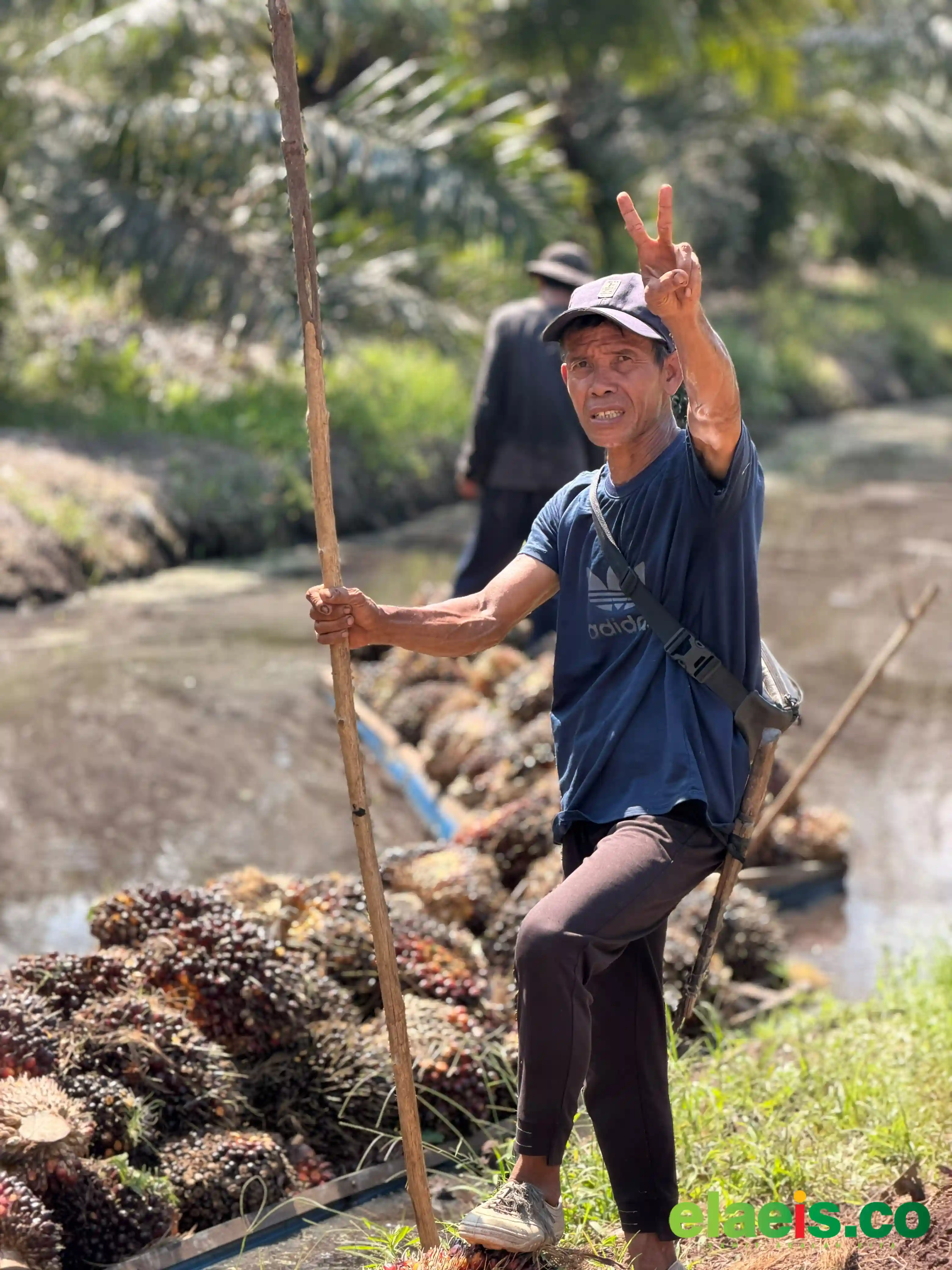 Petani Plasma Riau Kembali Sumringah, Pekan ini Harga Sawit Naik Lagi
