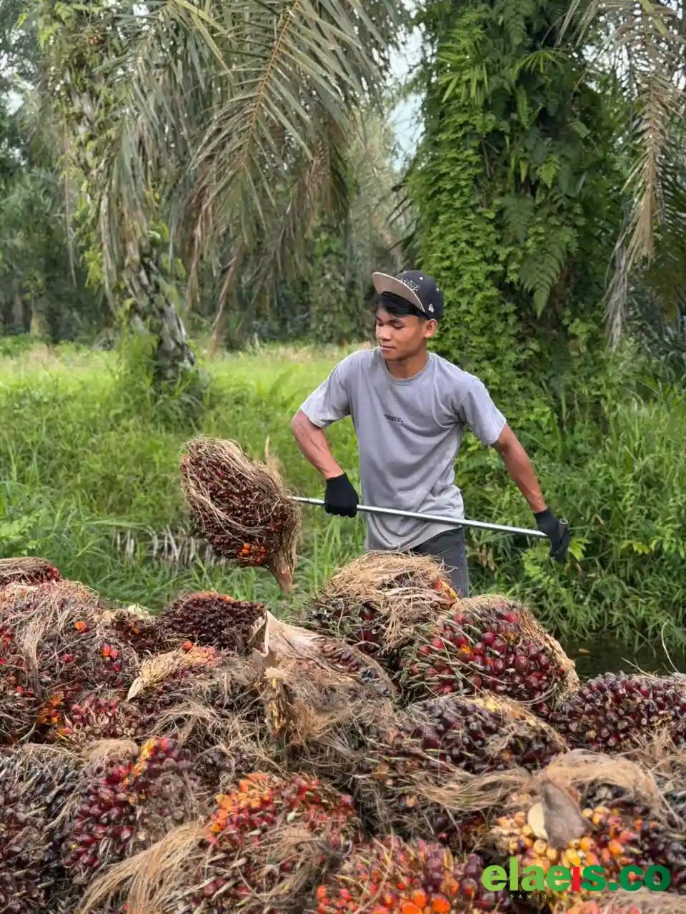 APKASINDO Kalbar Dukung Percepatan Hilirisasi Sawit dan Kepastian Hukum Lahan Pekebun