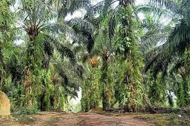 KPK Mulai 'Intip' Ekspensi Kebun Sawit di Papua
