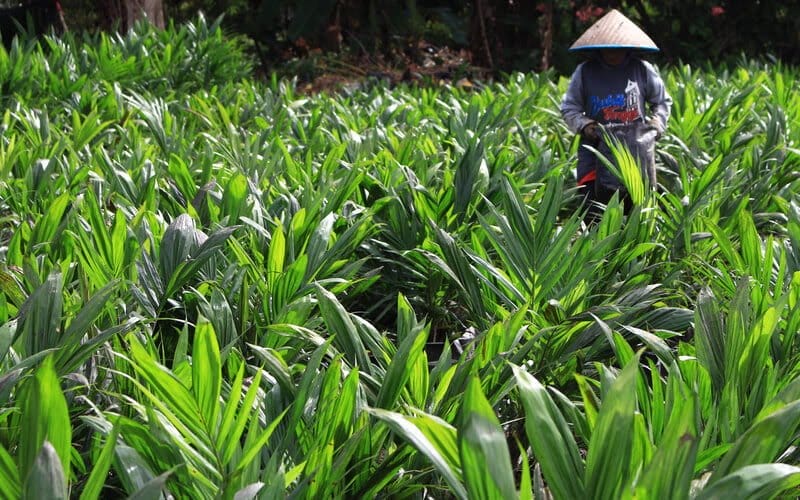 Tak Semua Lahan Sawit di Sumbar Bisa di Replanting, Lho Kok Gitu!