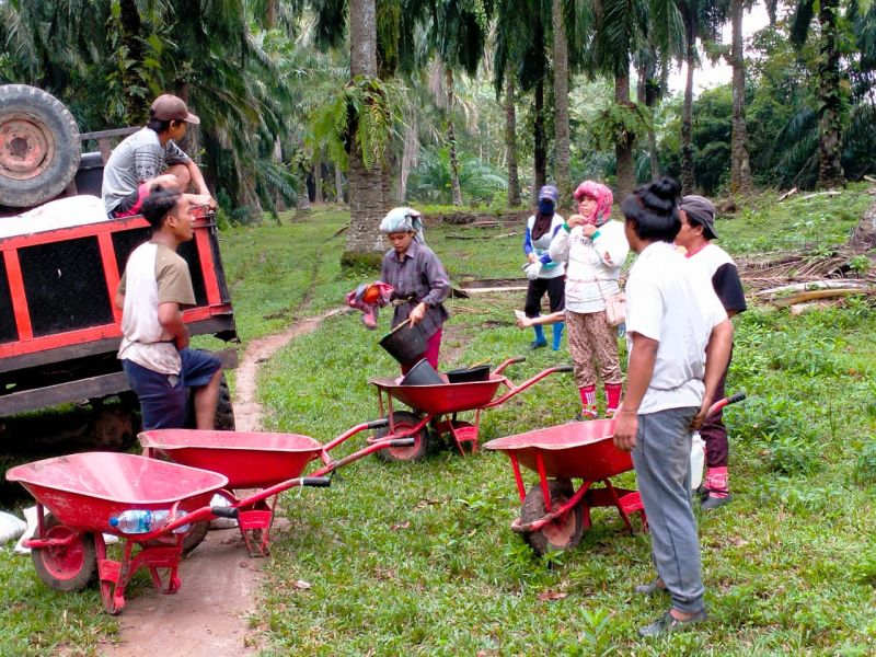 Dan Petani Sawit Kembali Sumringah