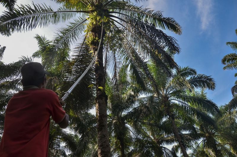 Riau Peringkat Pertama Konflik Lahan Sawit