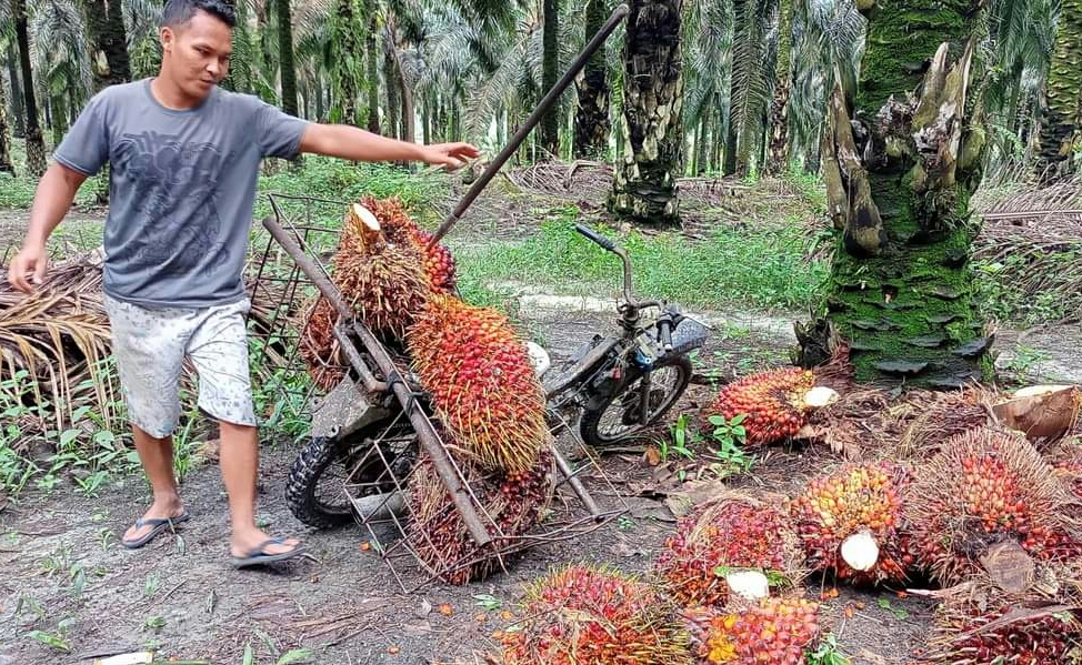 Harga Resmi TBS Sumut Turun Tajam