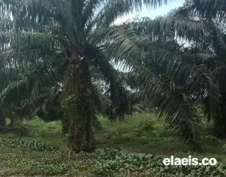 Seharusnya PE Dihapus, BK Diberlakukan