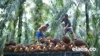 India Buka Kebun Sawit, Ekspor CPO Indonesia akan Berdampak