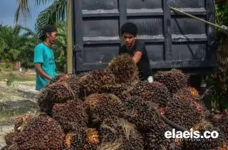 Harga Sawit di Riau Naik Tipis, Cek Harganya Disini