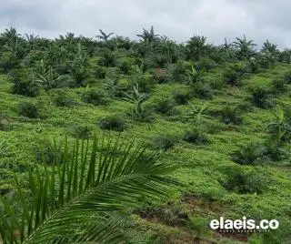 Petani Minta BPDPKS Gesa Pembangunan PKS di Dharmasraya