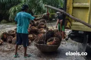 Daerah Lain Turun, Harga TBS Sumsel Malah Moncer