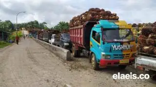 Alamak! Harga Sawit Sumut Turun Lagi Rp18,70/Kg