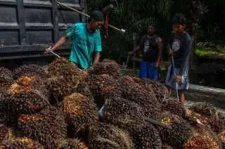 Uji Rendemen Ditjenbun Terhadap Buah PSR Perlu Dipaparkan