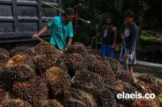 Harga Sawit Kaltim Naik jadi Rp2.165,69/Kg