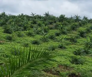 7 Koperasi Dukung Pembagunan Pabrik Kelapa Sawit di Dharmasraya