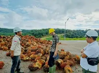 Satu-satunya Perusahaan Sawit di Malut Diaudit