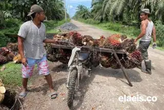 Mestinya Harga Sawit Sudah Meroket, tapi...