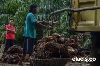 Meroket, Sawit Sumut Dibandrol Rp2.524,33/Kg