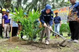 Bupati Cantik ini Tanam Perdana Bibit Sawit Program PSR