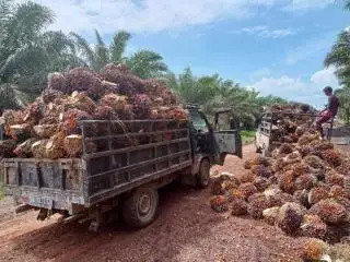 Petani Berharap Harga TBS Bisa Mencapai Rp 3 Ribu Lagi