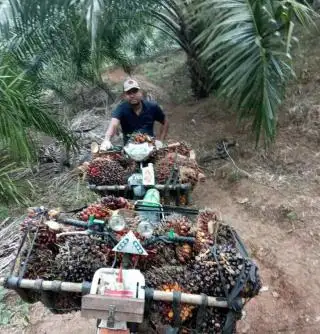 Ekonomi Bengkulu Masih Andalkan Sawit