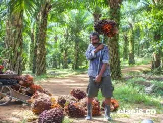Asyik! Harga Sawit Riau Naik Lagi Jadi Segini...