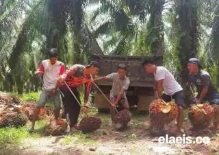 Aspek-PIR Genjot Program Kemitraan Petani Swadaya