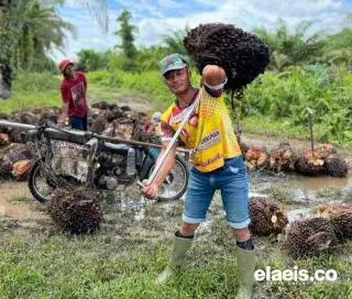 Waduh! Harga Sawit di Riau Minggu Ini Turun Jadi Segini