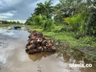 Harga Sawit Sumbar Merosot Lagi, Segini per Kilogramnya