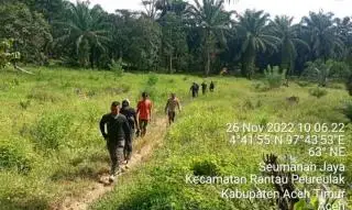 30 Ekor Gajah Liar Nongol Lagi, Tanaman Sawit dan Pisang Rusak