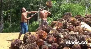 Ikuti Jejak Minyak Kedelai, Harga CPO kembali Berkibar
