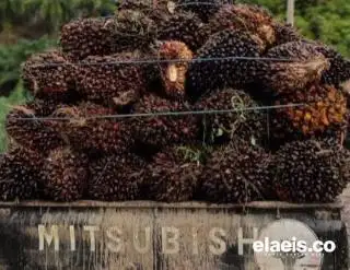 Riau Bisa Dapat Dana Bagi Hasil Triliunan Rupiah dari Sawit