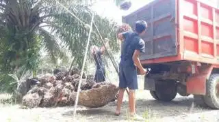 Produktivitas Sawit Rakyat Masih Rendah Gara-gara ini