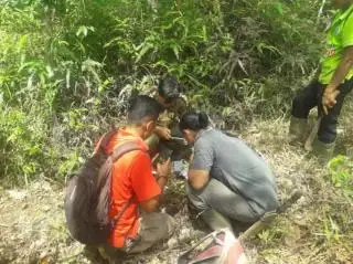 Warga Dihimbau Waspada Pasca Kemunculan Harimau di Kebun Sawit