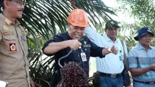 Petani Sumringah, Kebun PSR Mulai Panen Perdana