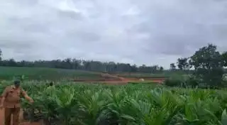 Peserta PSR Tahun Depan Bakal Dapat Bibit Sawit Unggul Bersubsidi