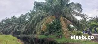 Berikut Daftar Harga CPO dan Kernel 15 Perusahaan Sawit di Riau