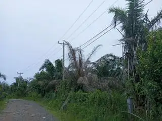 Perusahaan Sawit Kurang Koperatif, Perluasan Jaringan Listrik ke Pelosok Terhambat