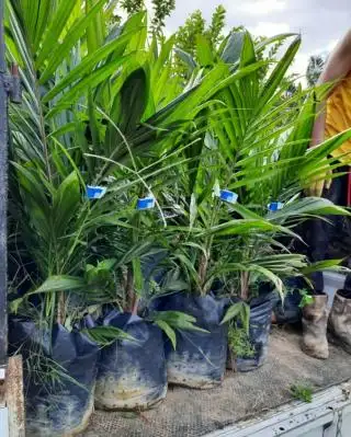 Jangan Semai Biji Sawit Varietas Unggul, ini Resikonya
