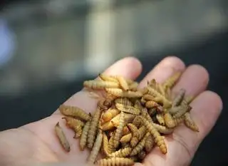 Petani Sawit Diajak Membudidayakan Maggot