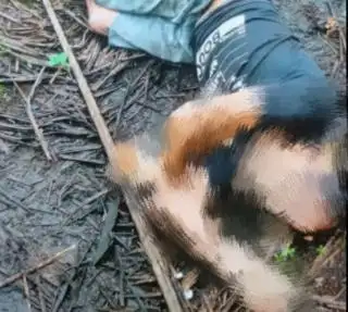 Siak Geger, Mayat Pria Ditemukan di Kebun Sawit