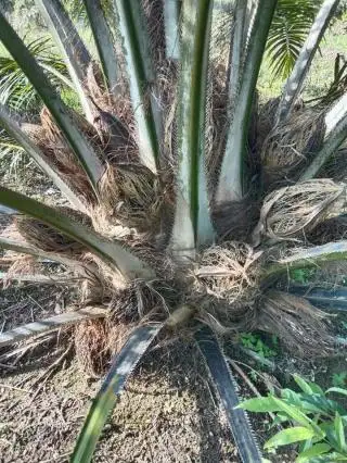 Petani ini Kesal Bibit Sawit Unggul Tak Mau Berbuah, ini yang Terjadi