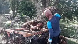 Petani ini Korbankan Sawitnya Agar Keluarga Tetap Makan