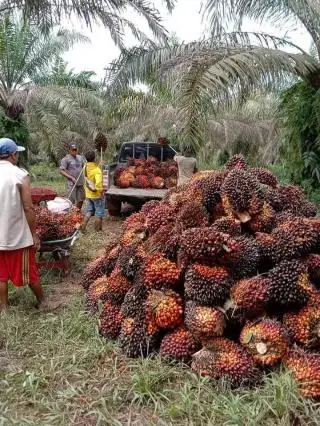 Petani Optimis Bisnis Sawit Cuan di Tahun Kelinci Air