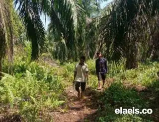 Gerindra Bidik Suara Petani Sawit di Bengkulu