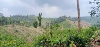 Kawasan Hutan Lindung Bukit Suligi Dirambah Jadi Kebun Sawit