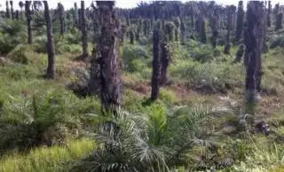 Pemda Diminta Tidak Mempersulit Perizinan dan Tegas Terhadap Pelanggar
